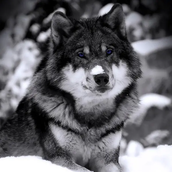 Winter Wolf