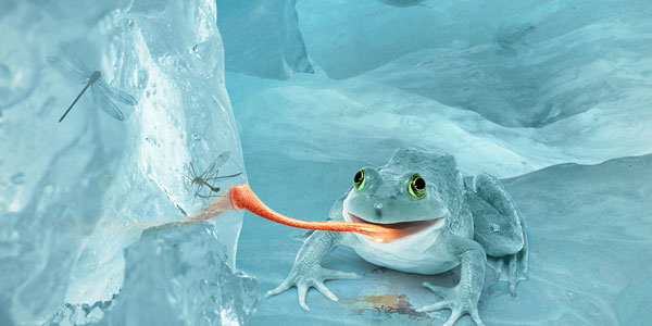 Create a Fictional Arctic Snow Frog in Photoshop