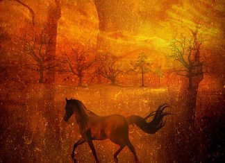 50 Splendid Pencil Drawings