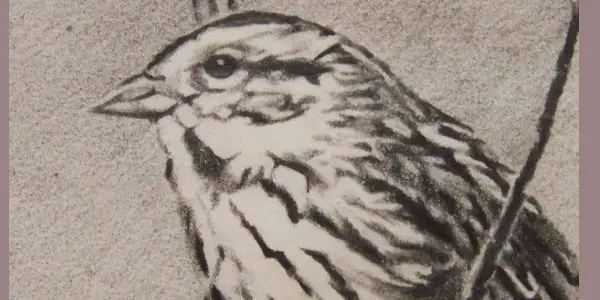 Song Sparrow pencil drawing
