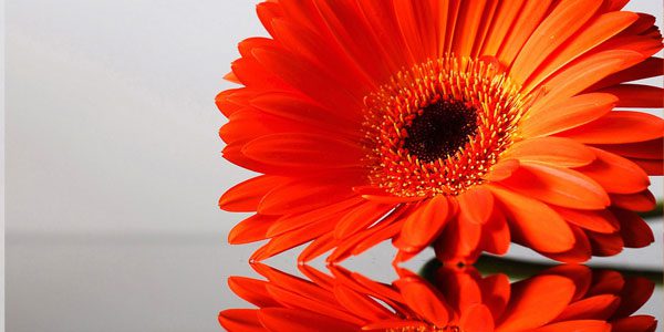 25 Flower Wallpapers Orange Flower Picture