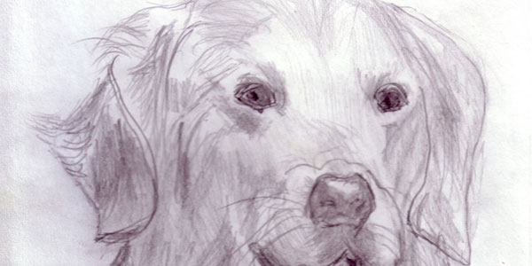 Pencil Sketch of Dog