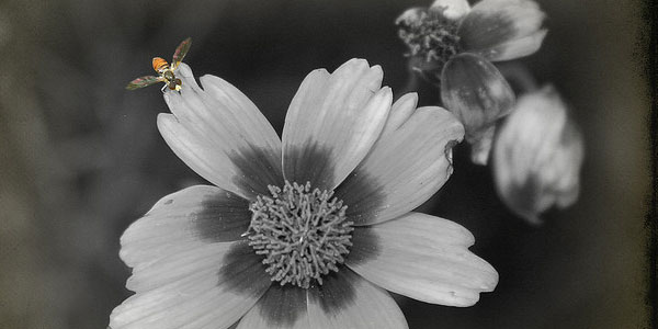 bee and vintage paper 