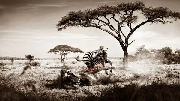 25 Zebra Wallpapers