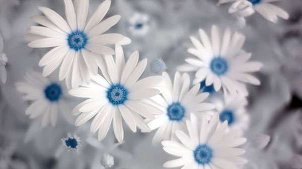 Blue Daisy