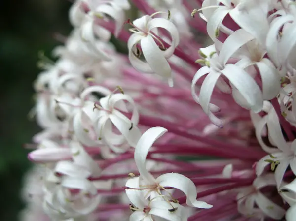 Flower Firework