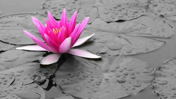 Pink Water Lily