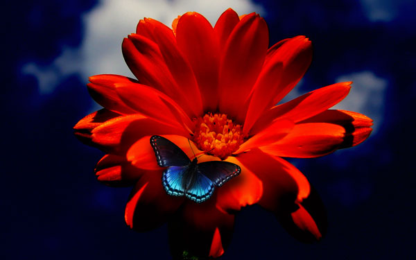 Butterfly on Orange Flower