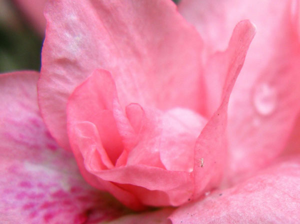 Pink Flower