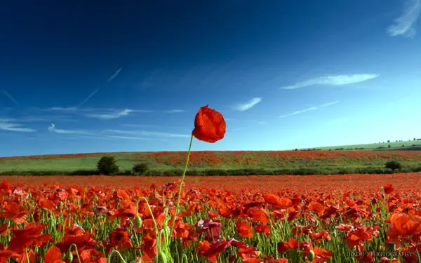 Land of Poppies