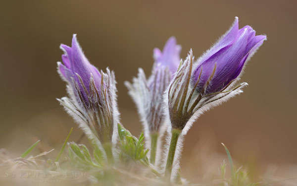 Pulsatilla wallpaper