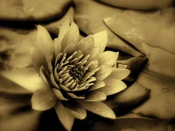 Sepia Lily