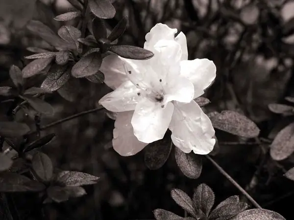 White Azalea