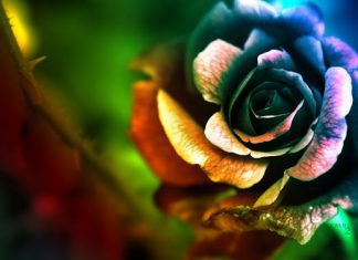 40 Beautiful Flowers Wallpapers