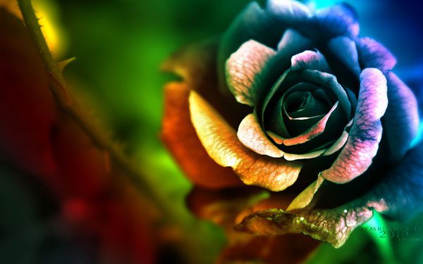 most beautiful flowers wallpapers