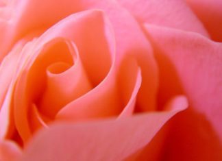 25 Beautiful Pictures Of Roses