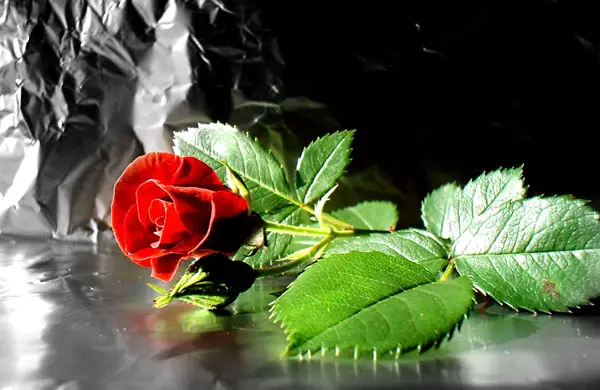 Red Rose