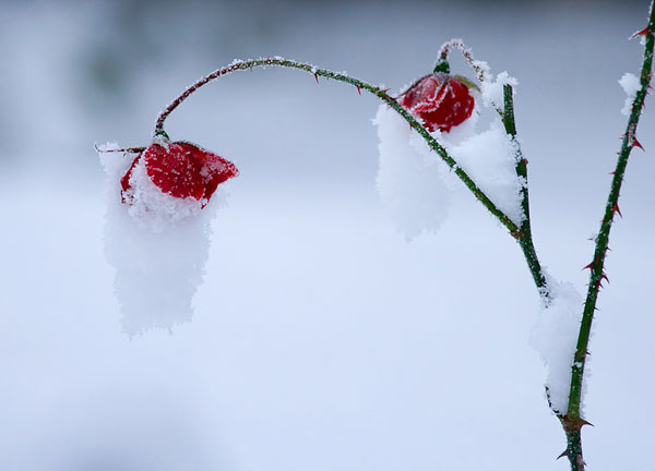 Frozen rose