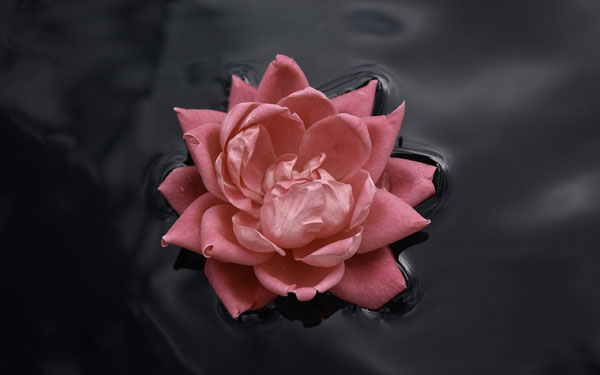 Pink Rose Water wallpaper