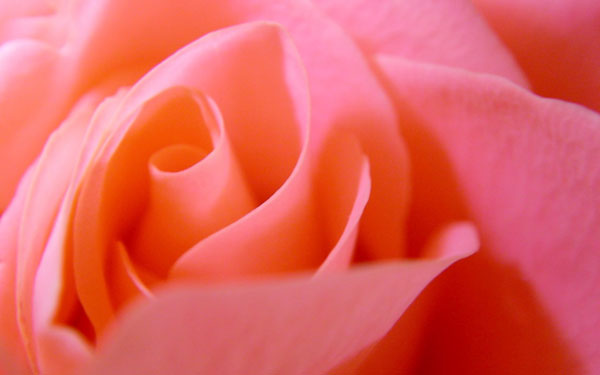 Pink Rose