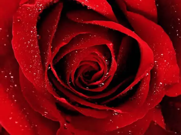 Red Rose