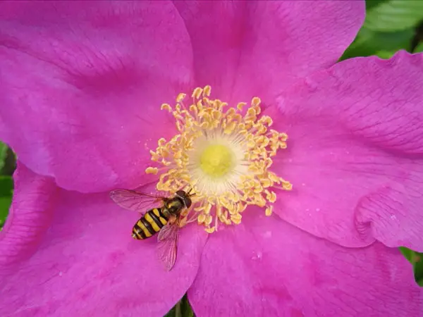 Syrphid Fly On A Rugosa Rose