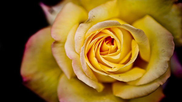 Yellow Rose