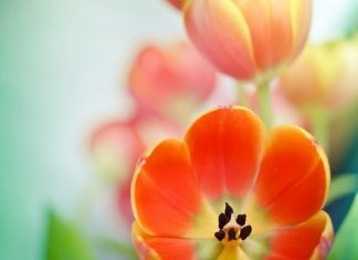 25 Exotic Flowers You Would Love Today