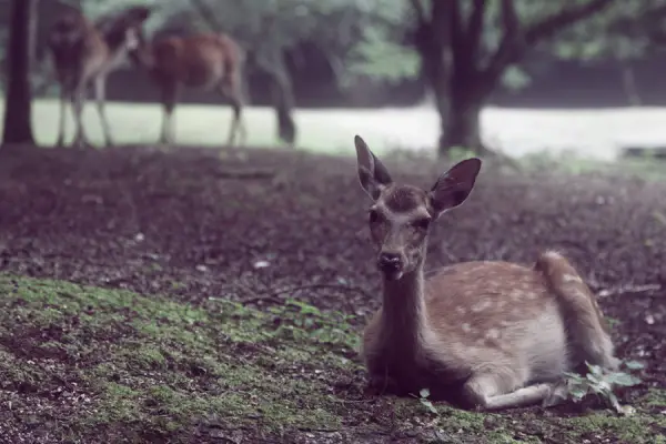 Baby Deer