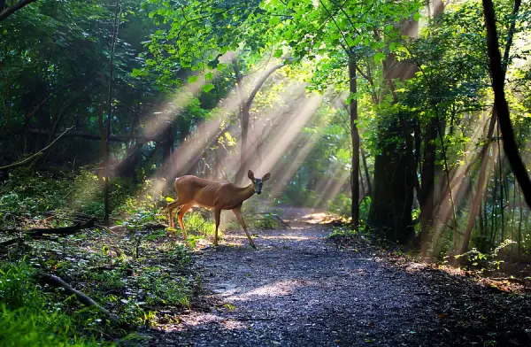 Beautiful Deer