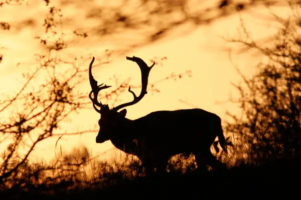 Deer At Dusk