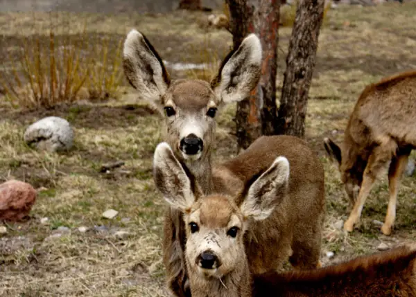 Deer Family