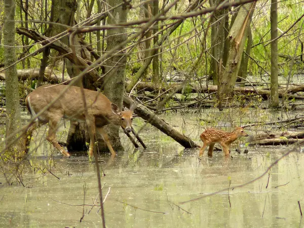 Deer In The Wild