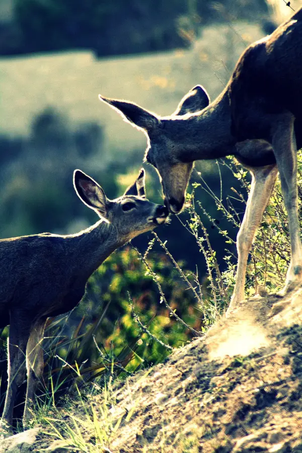Deer Love
