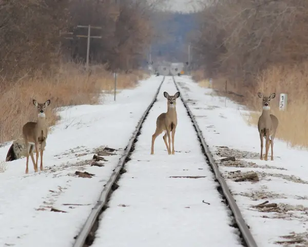 Deer On Tracks