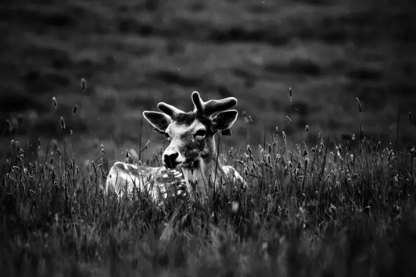 Fallow Deer