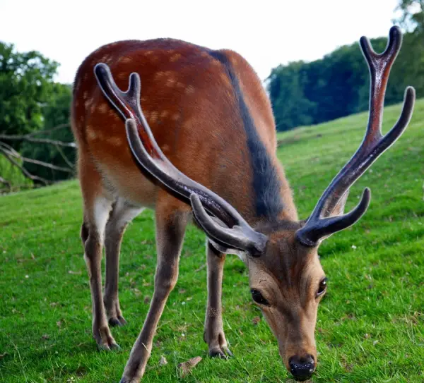 Grazing Deer