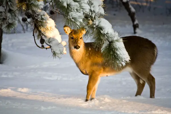 Innocent Deer