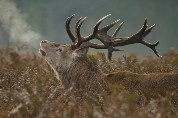 Red Deer Stag