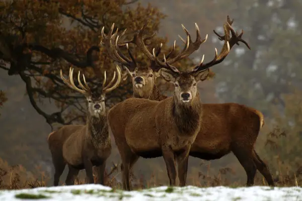 Red Deer