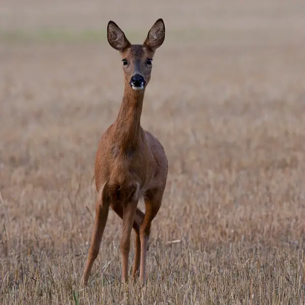 Roe Deer