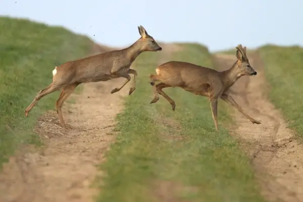 Running Deer