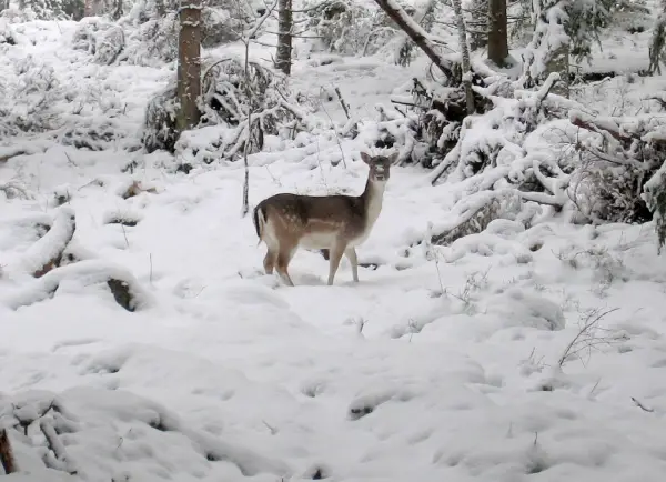 Snow Beauty