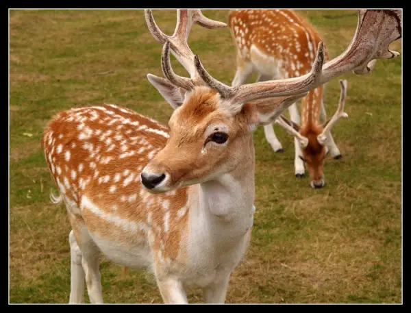 Spotted Deer