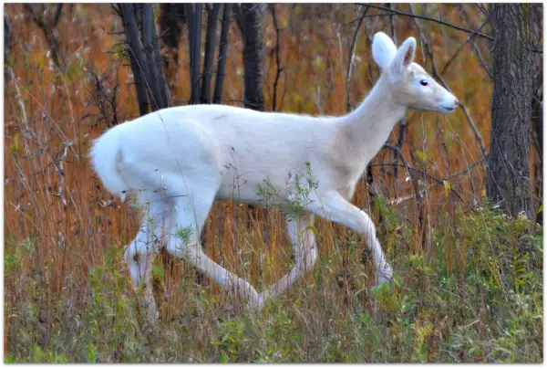 White Deer