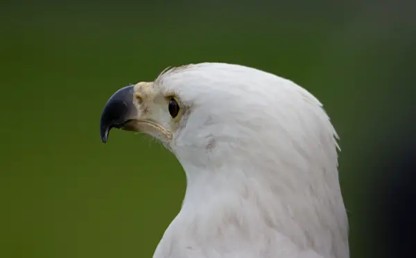 30 awesome pictures of eagles
