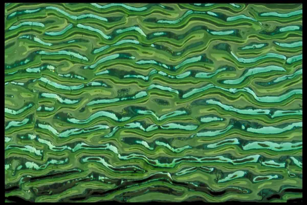 Snake Glass Texture