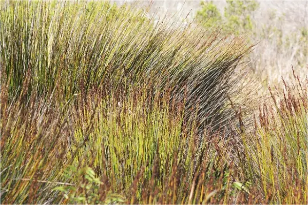 Beautiful Color Long Grass