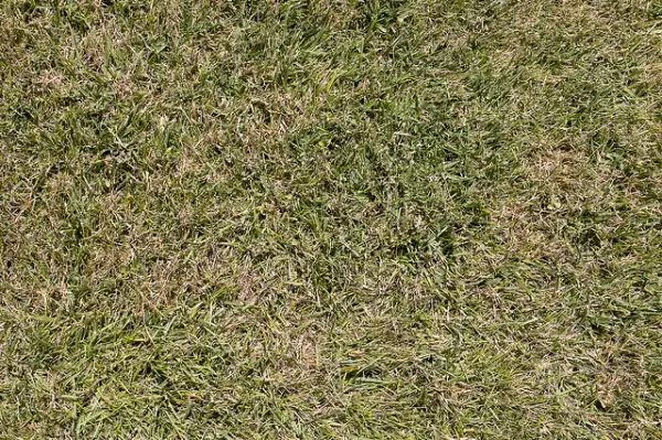 Bermuda Grass Texture