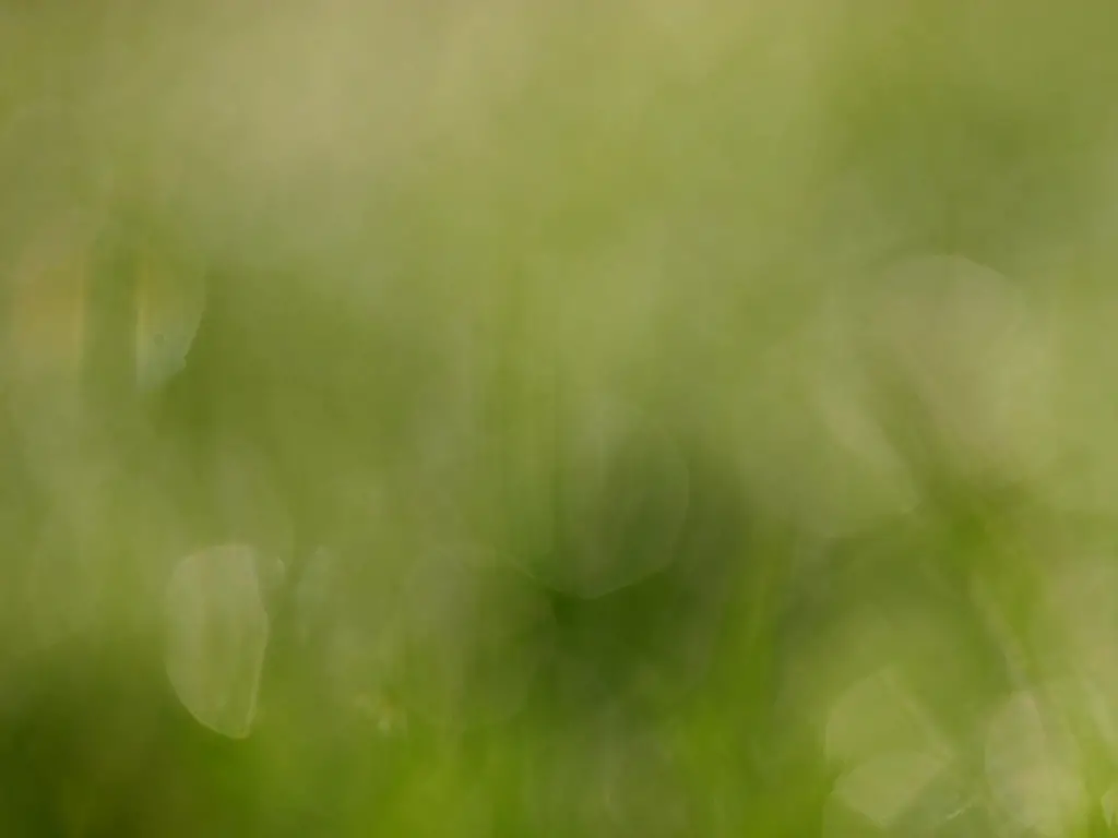 Bokeh Grass Texture